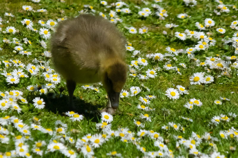 Gosling feeding among daisies