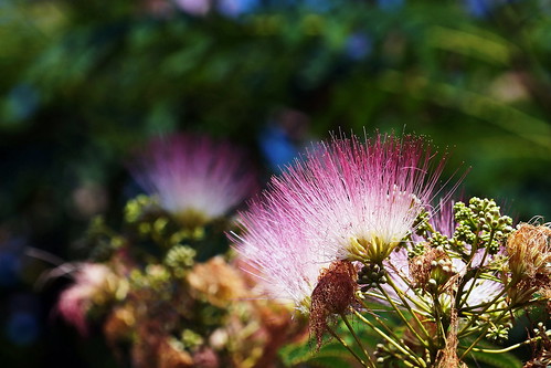 flower tree mimosa silktree albiziajulibrissin persiansilktree