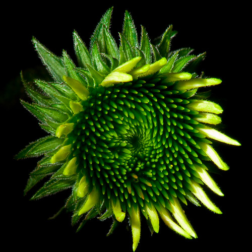 flower detail macro green nature colors beauty night contrast project dark square spiral high day pics may dramatic best 124 format catchy 2012 366 maythe4thbewithyou strobist blinkagain