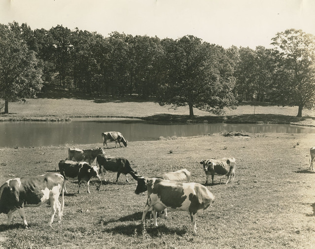 Dairy Cattle and Pond at Sunset Hill Farm, Liberty Township, Porter County, Indiana, circa 1940s