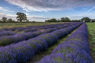 *Somerset Lavender*