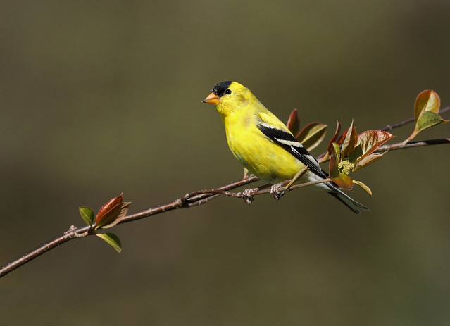 Spring Goldfinch