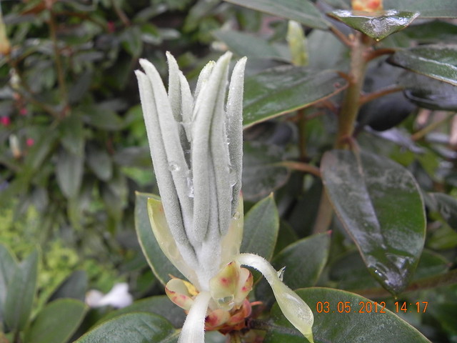 New leaves of Rhododendron pachysanthum
