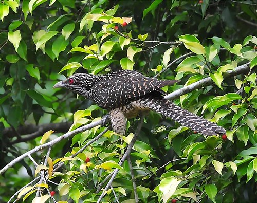 Female  Asian Keol (Eudynamys scolopacea) | by NatureInYourBackyard