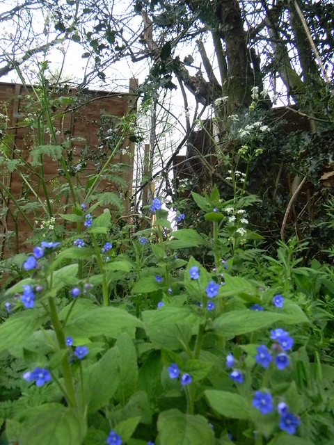 Green alkanet Guildford to Westhumble