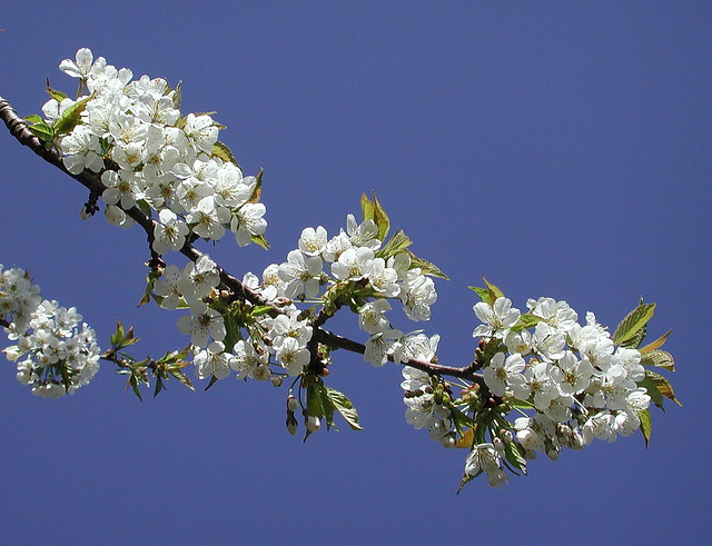 Prunus avium KIRSEBÆR