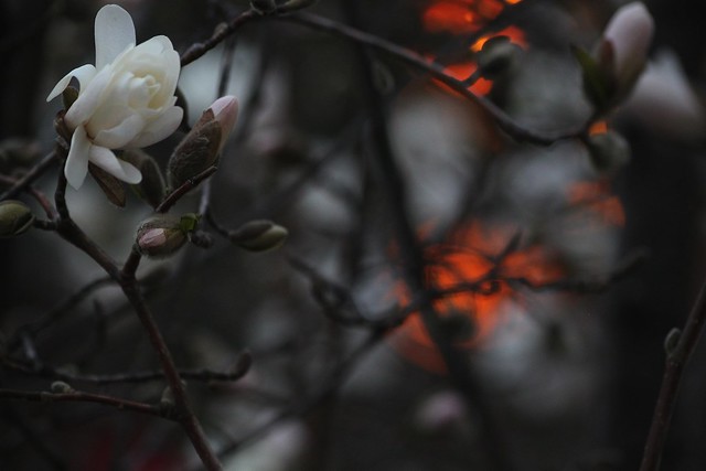 magnolia at u of t