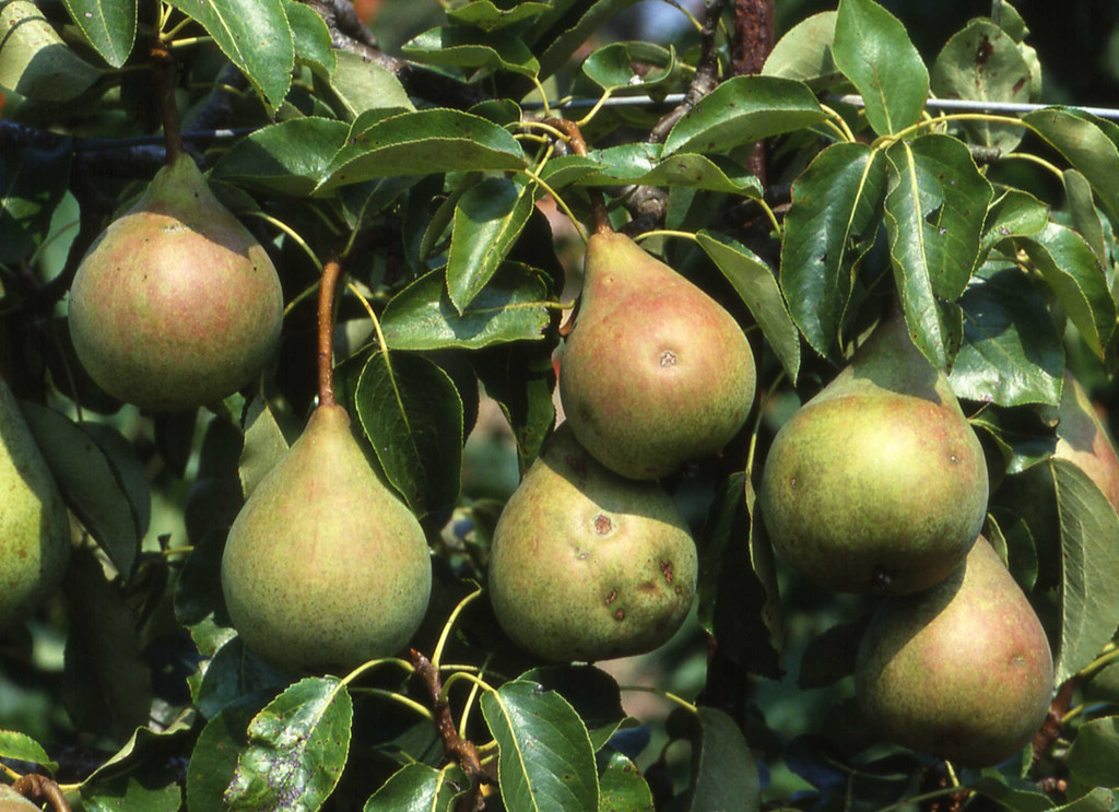 european pear