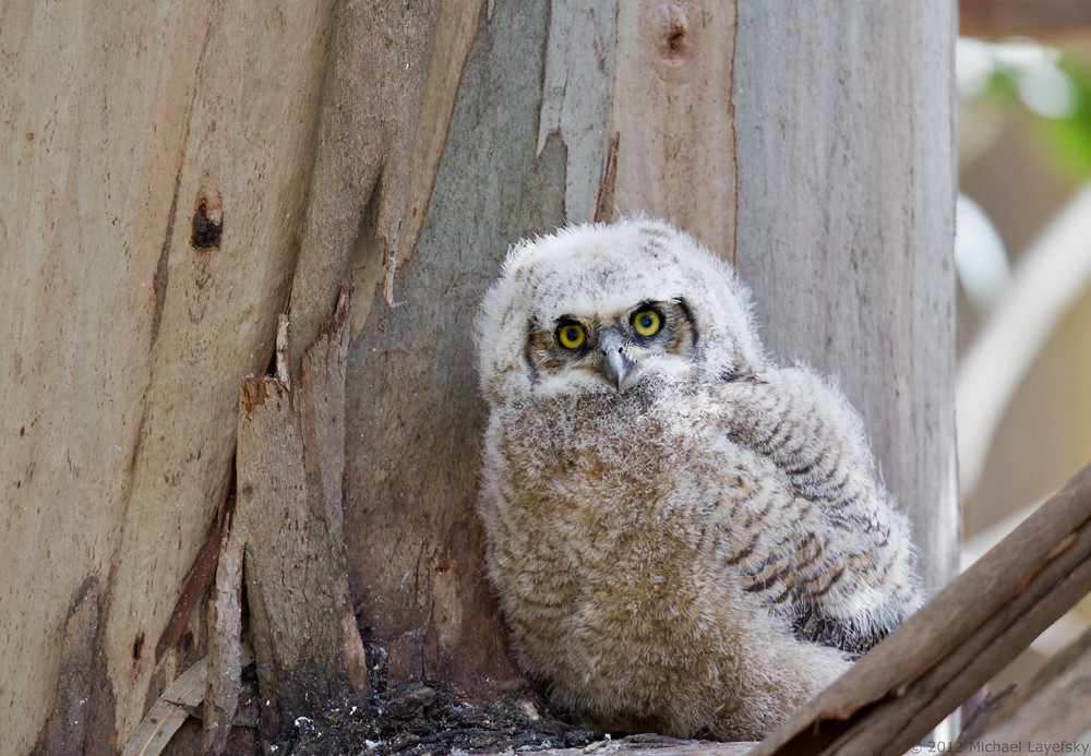 Great Horned Owlet by Michael Layefsky