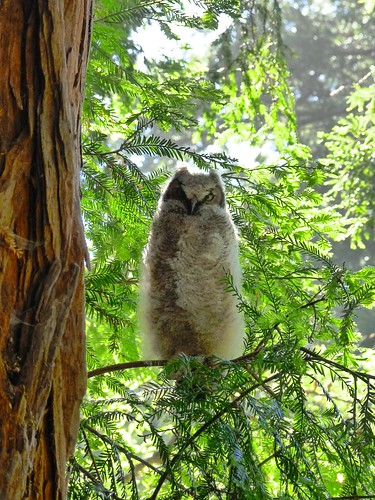 juvenile Great Horned Owl