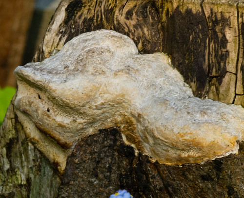 Bracket fungus on a tree stump