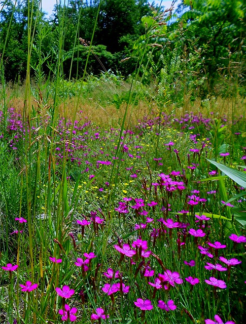 Field of Wild Meadow Pinks