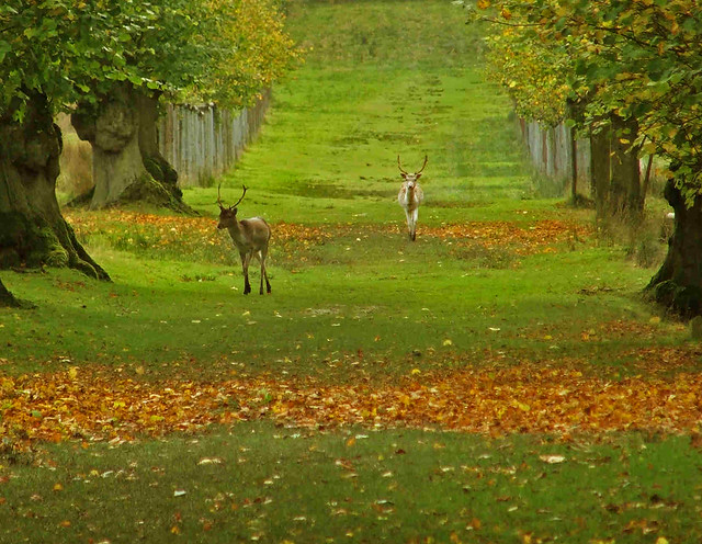 Deer at Lyme Park