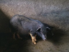 Native pigs in Vietnam