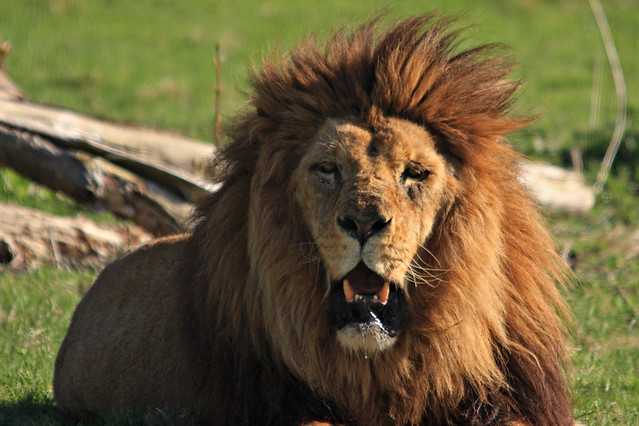 Lion au parc des félins - Nesles