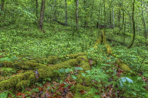 green forest wv vegetation hdr kanawhastateforest pentaxk7