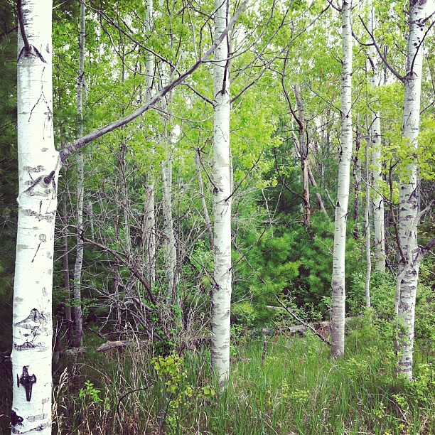 Old Indian Trail