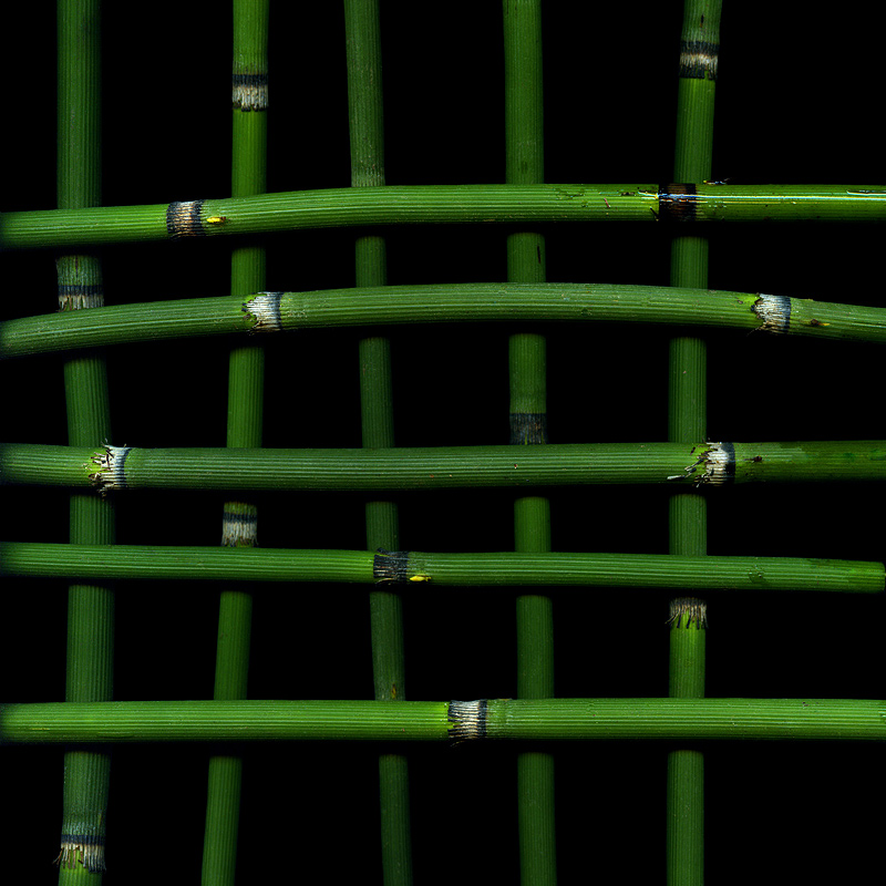 BAMBOO-ZLED for a good title... by magda indigo