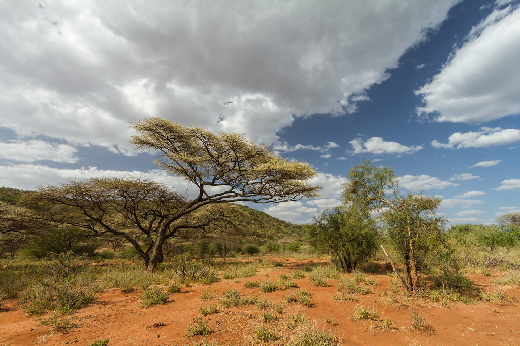 Pligt detekterbare forklædning Red Savannah | Red Savannah landscape, with typical acacia t… | Flickr