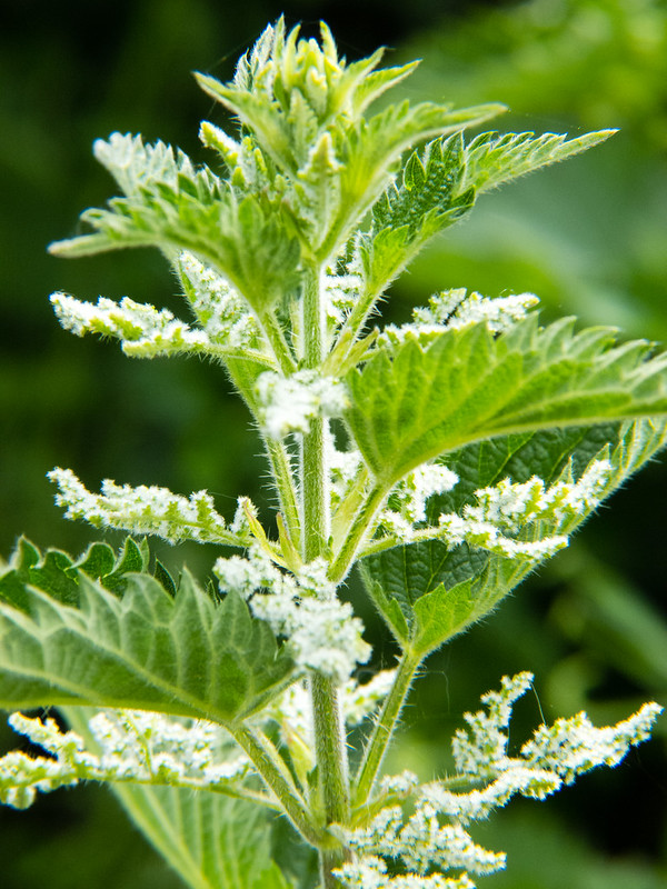Nettle flowering