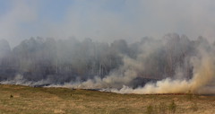 Forest fire near Morozovo