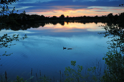 blue sunset duck twilight ducklings kansas mallard wichita chisholmcreekpark