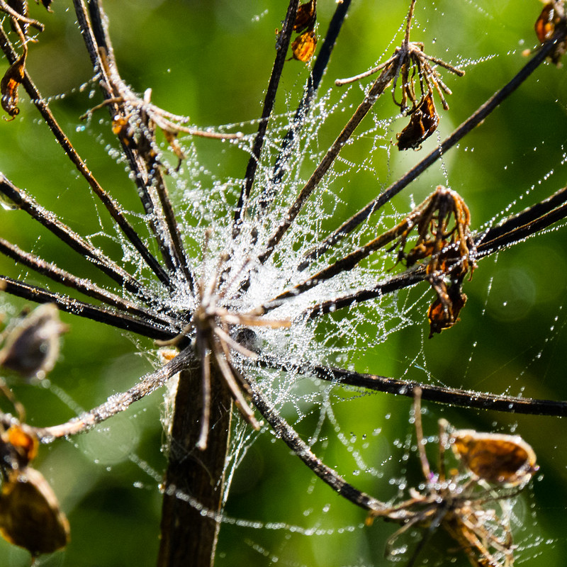 Web on umbellifer, pearled with dew