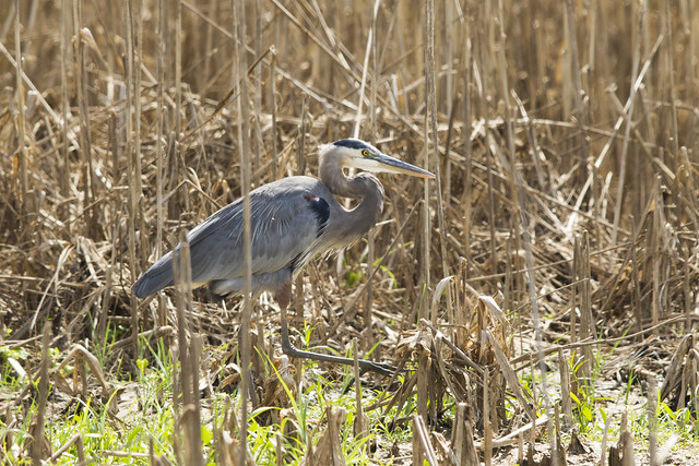 Blue Heron - Hagerman Wildlife Preserve