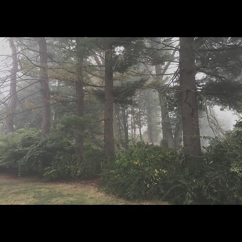 Fog morning | by dweingrod