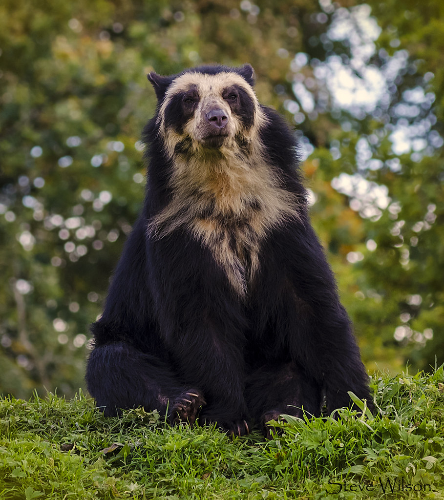 Rare Spectacled or Andean Bear