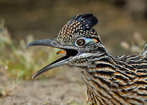 Road Runner | by sailingsue