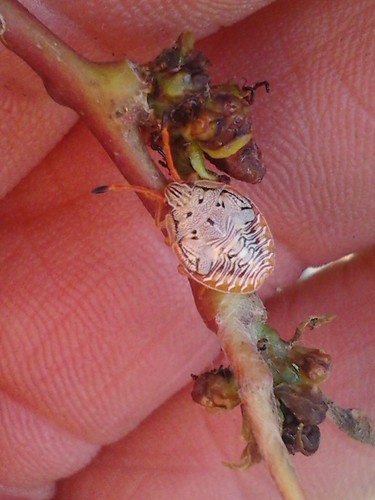 Mystery Stink Bugs | by Drhoz