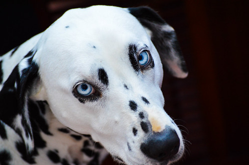 Blue Eyed Dalmatian