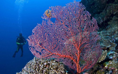 Grande Terre - Nuova Caledonia