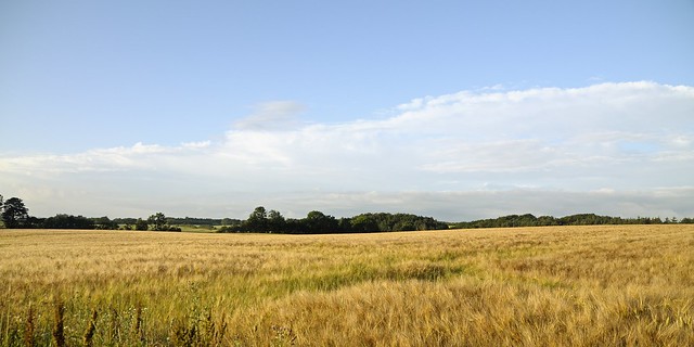 Fieldscape