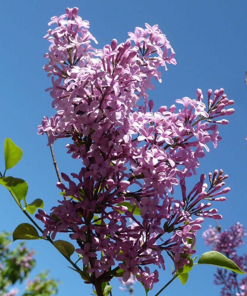 Lombard, IL, Lilacia Park, Pink Lilacs by Mary Warren 20.8 Million Views