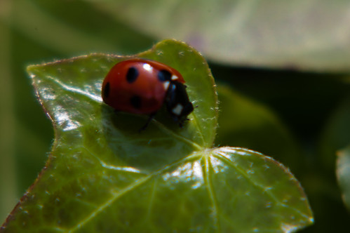 Ladybird cleaning its mouth parts
