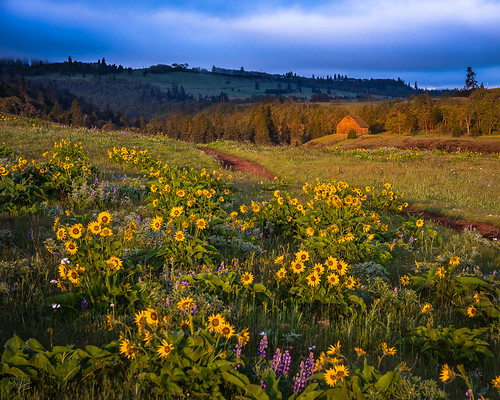 Sunrise on Rowena Crest by GeorgeOfTheGorge, A soft sunrise illuminates the balsam root, lupine and barn at Tom McCall Nature Preserve, Rowena Cr