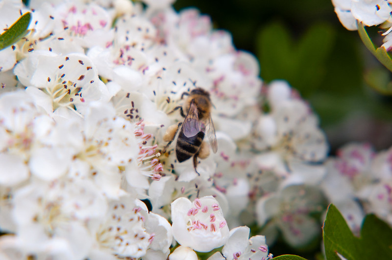 Bee on hawthorn flowers