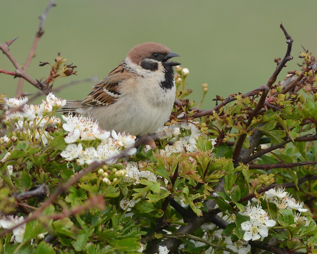 Tree Sparrow 01