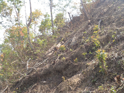 logs-and-roots-of-feeled-trees-in-a-hillock-at-the-village | by TwoCircles.net