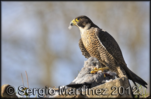 Halcón Peregrino (falco peregrinus).