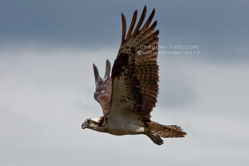 nest parent raptor osprey ncjordanlake naturearttnc12