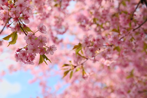 Sakura. 河津桜 | by cate♪