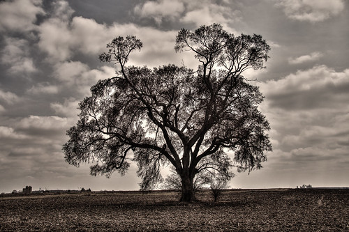 blackandwhite tree field clouds rural canon bare ground single lone lonely hdr lightroom photomatix photomatixpro t5i