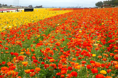 california orange flower yellow march nikond70s fields carlsbad 2012 theflowerfields