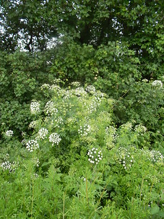 Hemlock Water Dropwort Britains most poisonous plant emj.bmj.com/content/19/5/472.full" rel="nofollow emj.bmj.com/content/19/5/472.full Uckfield to Lewes