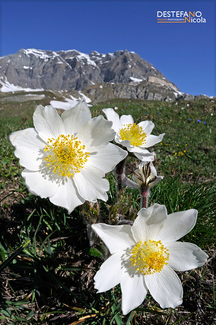 Alpine Anemone | Pulsatilla alpina - Anemone delle Alpi, Alp… | Flickr
