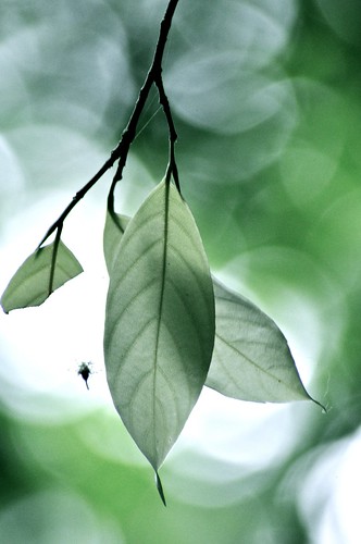 light nature leaves singapore bukittimahnaturereserves