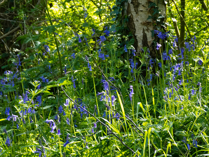 Smestow Valley bluebells